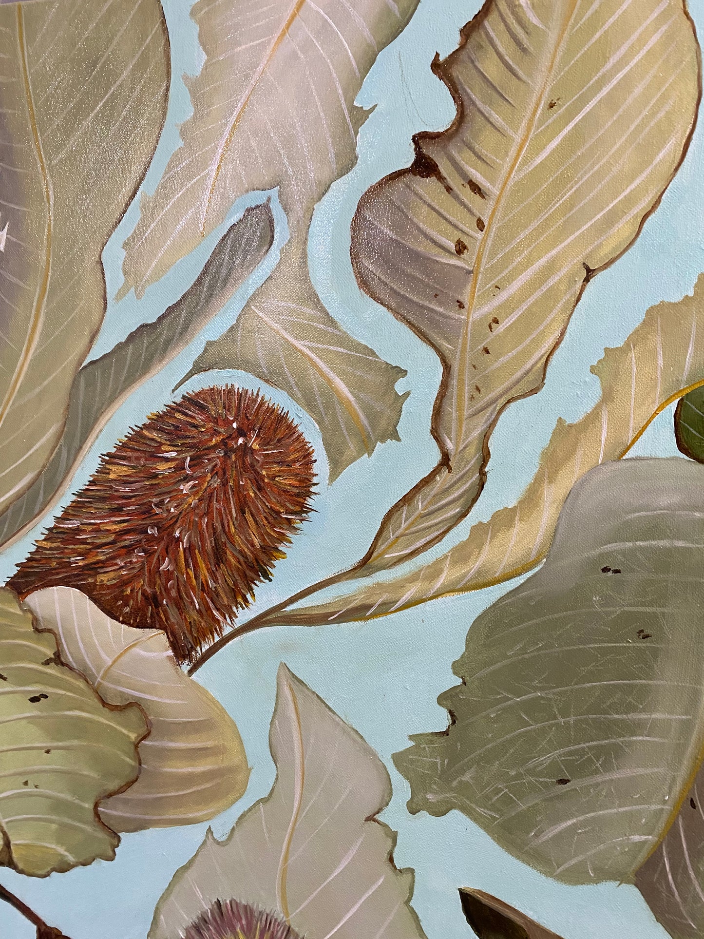 Banksia Robur