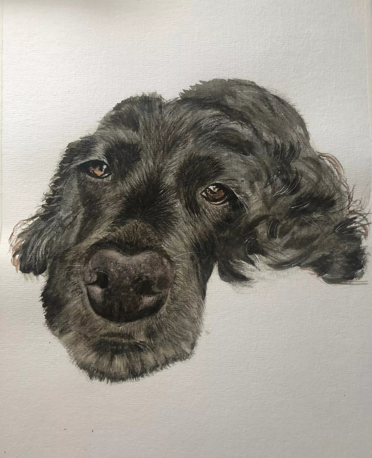 Daisy Doo - Cocker Spaniel