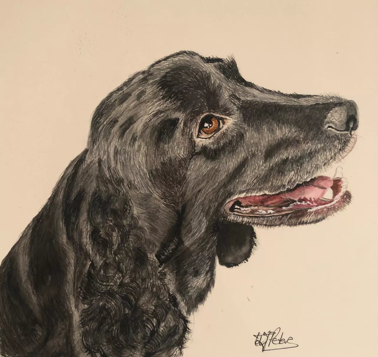 Jet - Cocker Spaniel